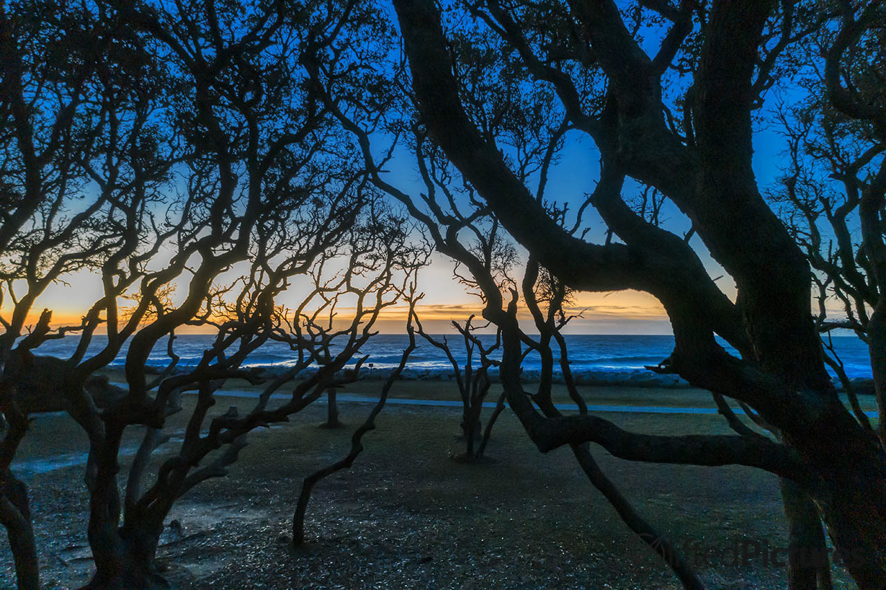 Maritime forest framing the ocean at sunrise, Fort Fisher, North Carolina