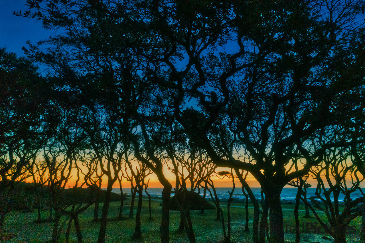 Live oak branches against a twilight sky at Fort Fisher, North Carolina